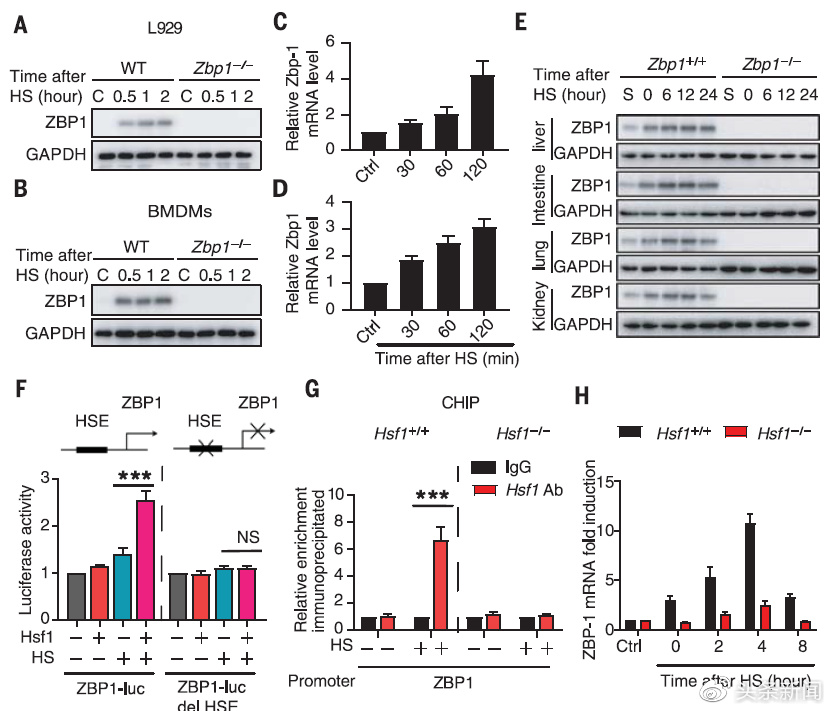 没有开玩笑，人真的会被“热死”休闲区蓝鸢梦想 - Www.slyday.coM