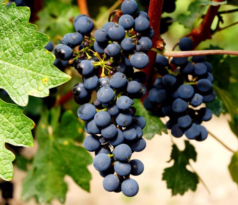 追寻心中的圣域 | 香格里拉圣域2017惊喜上市|葡萄园|圣域|香格里拉