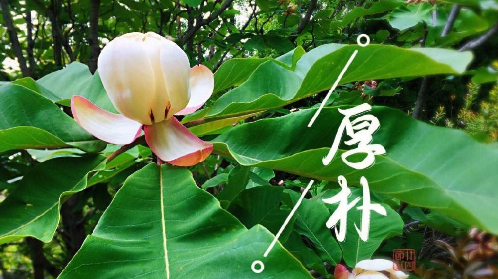 厚朴是有名的中药材，还是国家二级保护植物，它的价值知道多少？|生态|乔木|自然保护区|根系|树种_新浪新闻