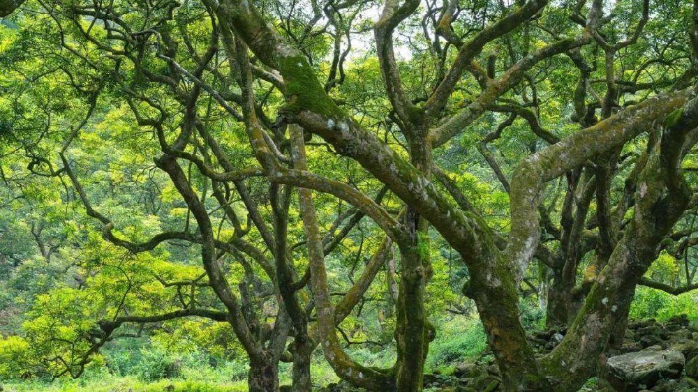 清明踏青｜探寻广州600年“古榄王”奇观！|广州市|广东省|乌榄|果实|正果寺_新浪新闻