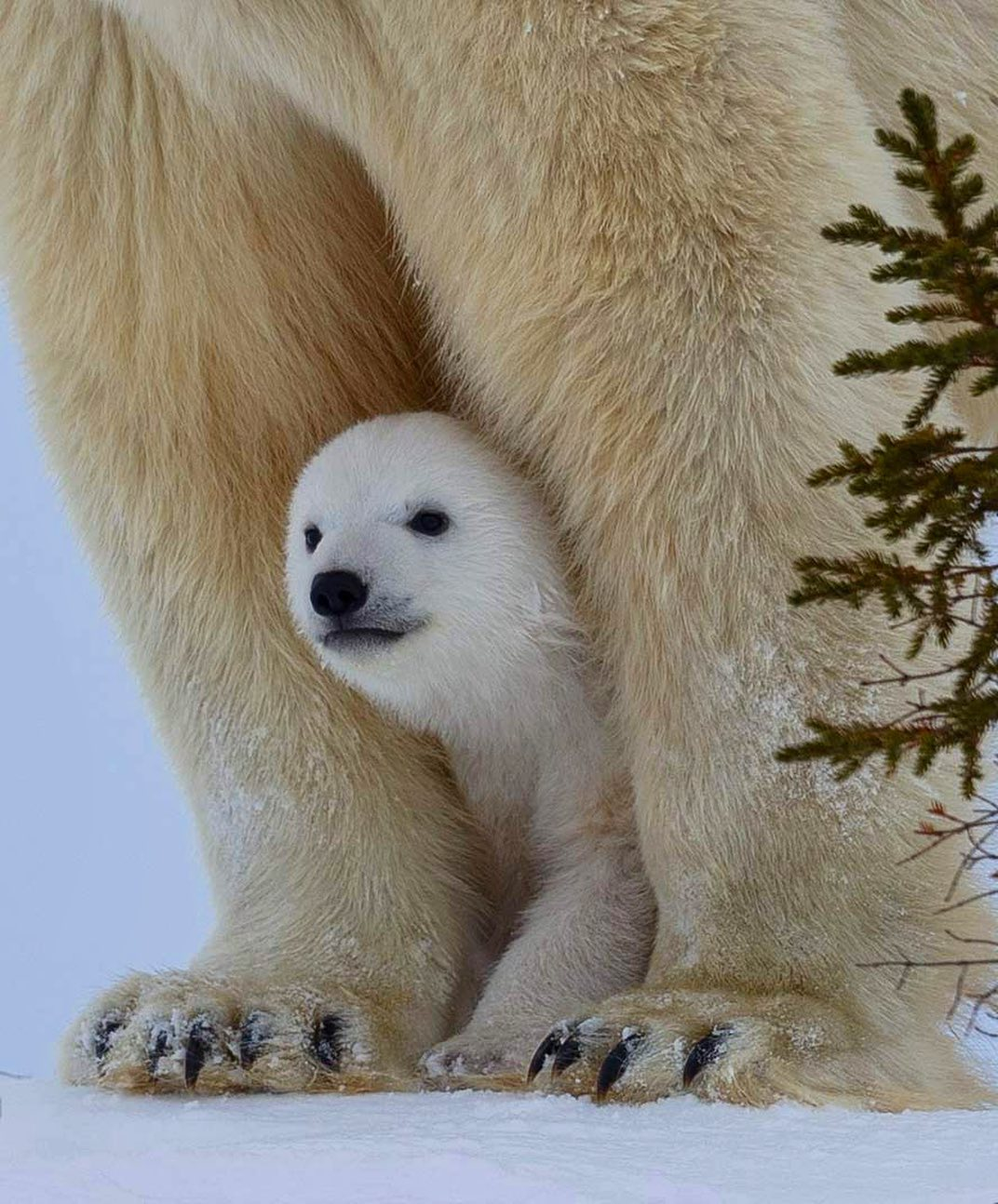 北极狐图片大全-北极狐高清图片下载-觅知网