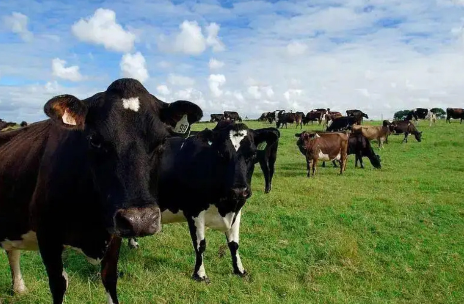 新西兰将征收牛羊打嗝费聊聊你不知道的畜牧业