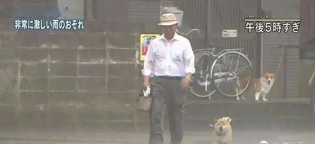 哈哈哈哈~下大雨坚持出门散步的柴犬和被震惊到的柯基!休闲区蓝鸢梦想 - Www.slyday.coM 哈哈哈哈~下大雨坚持出门散步的柴犬和被震惊到的柯基!休闲区蓝鸢梦想 - Www.slyday.coM