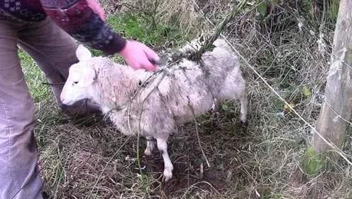 动物们的天敌,可以消耗生命的怪树--食羊树!