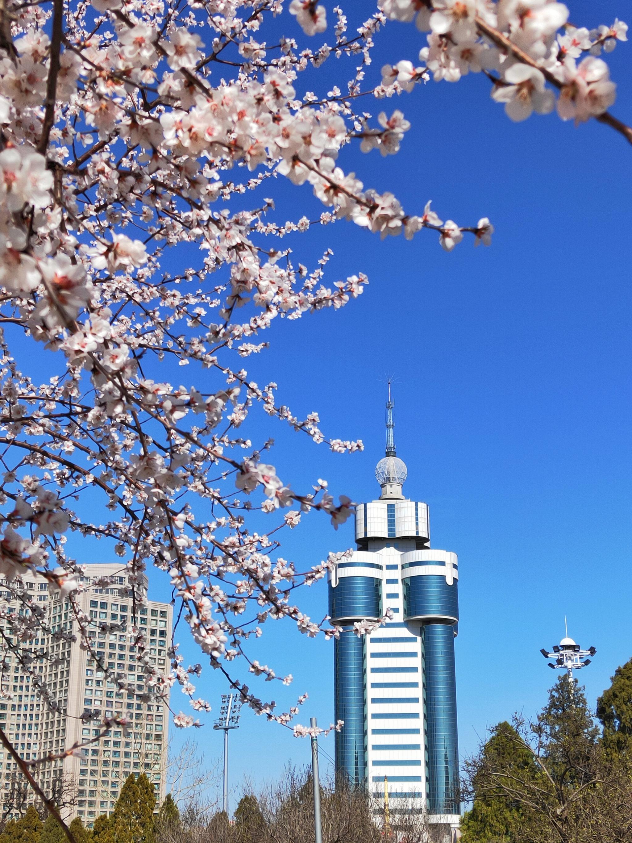 最美大连的春天之劳动公园. 它是整个市中心最大的公园