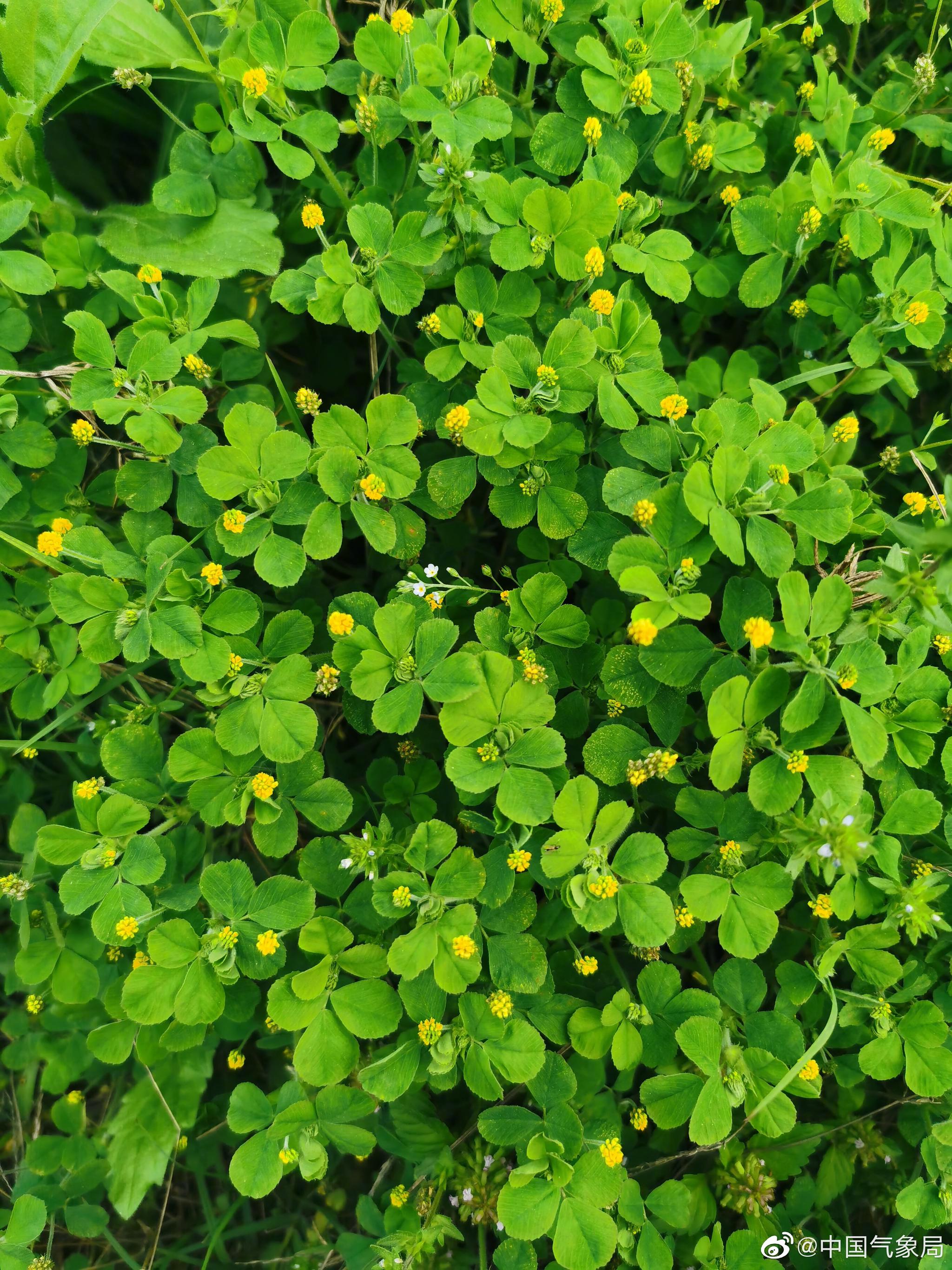 草丛中的小惊喜