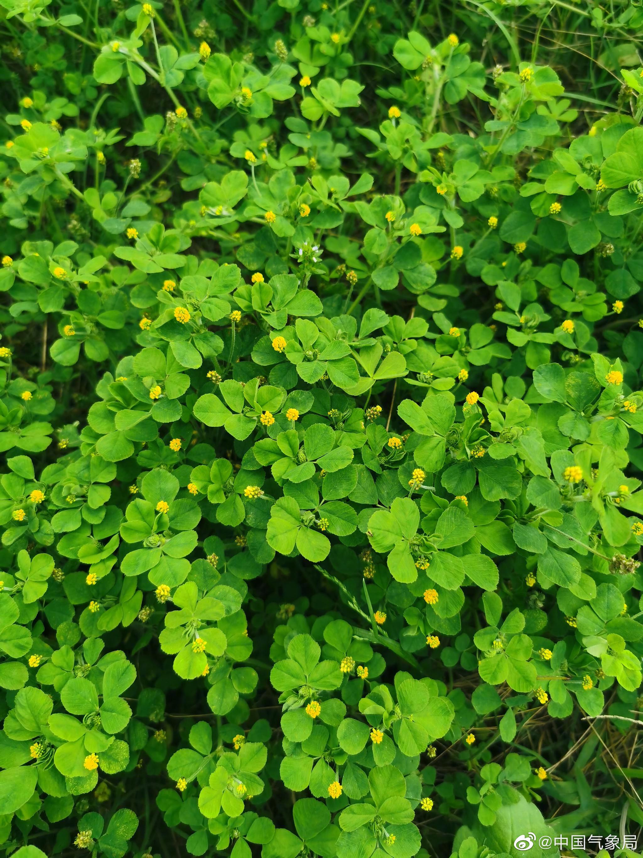 草丛中的小惊喜