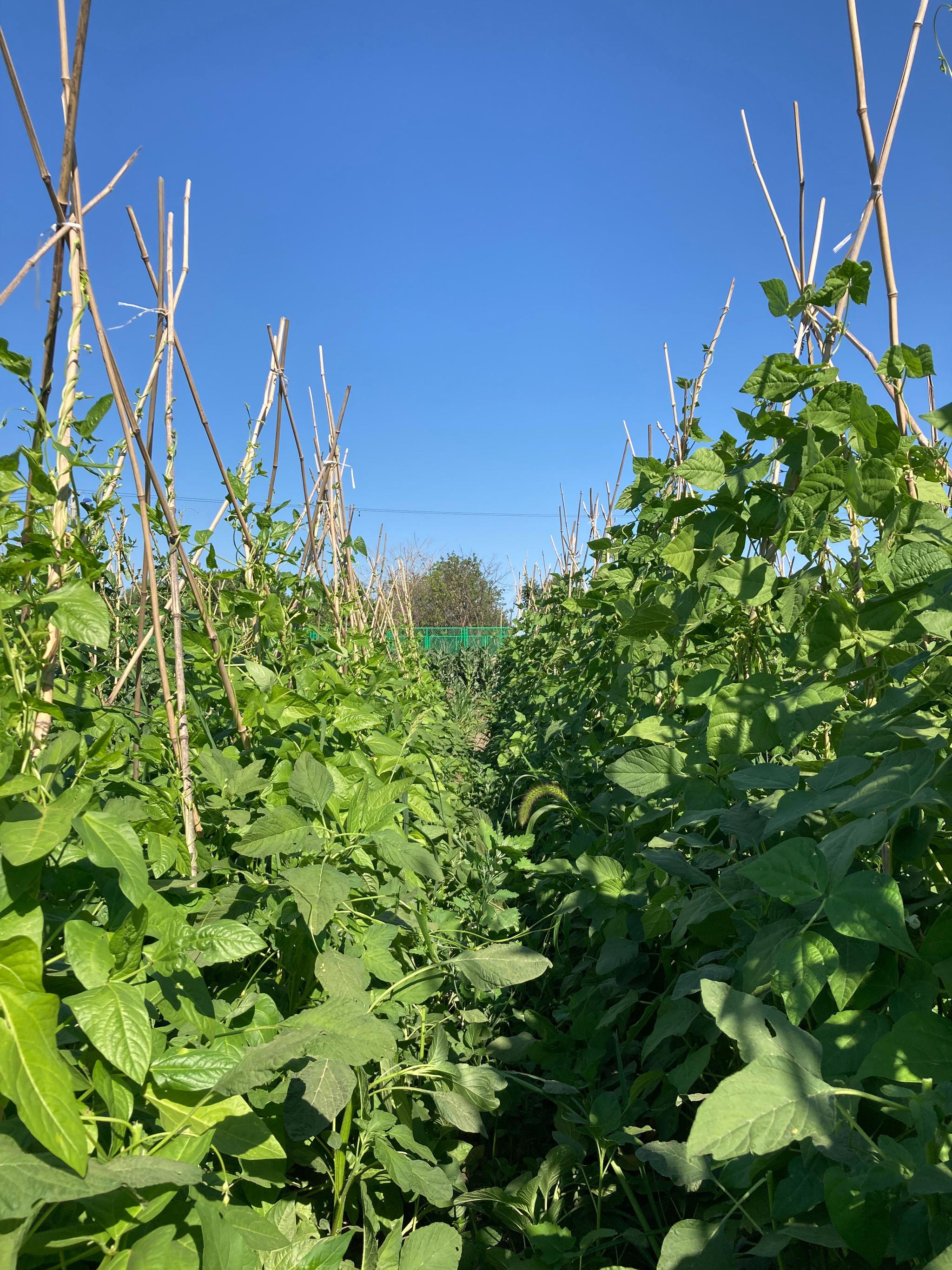 菜市场全关了,菜价疯涨还好家里有菜地送给你北京今天的蓝天