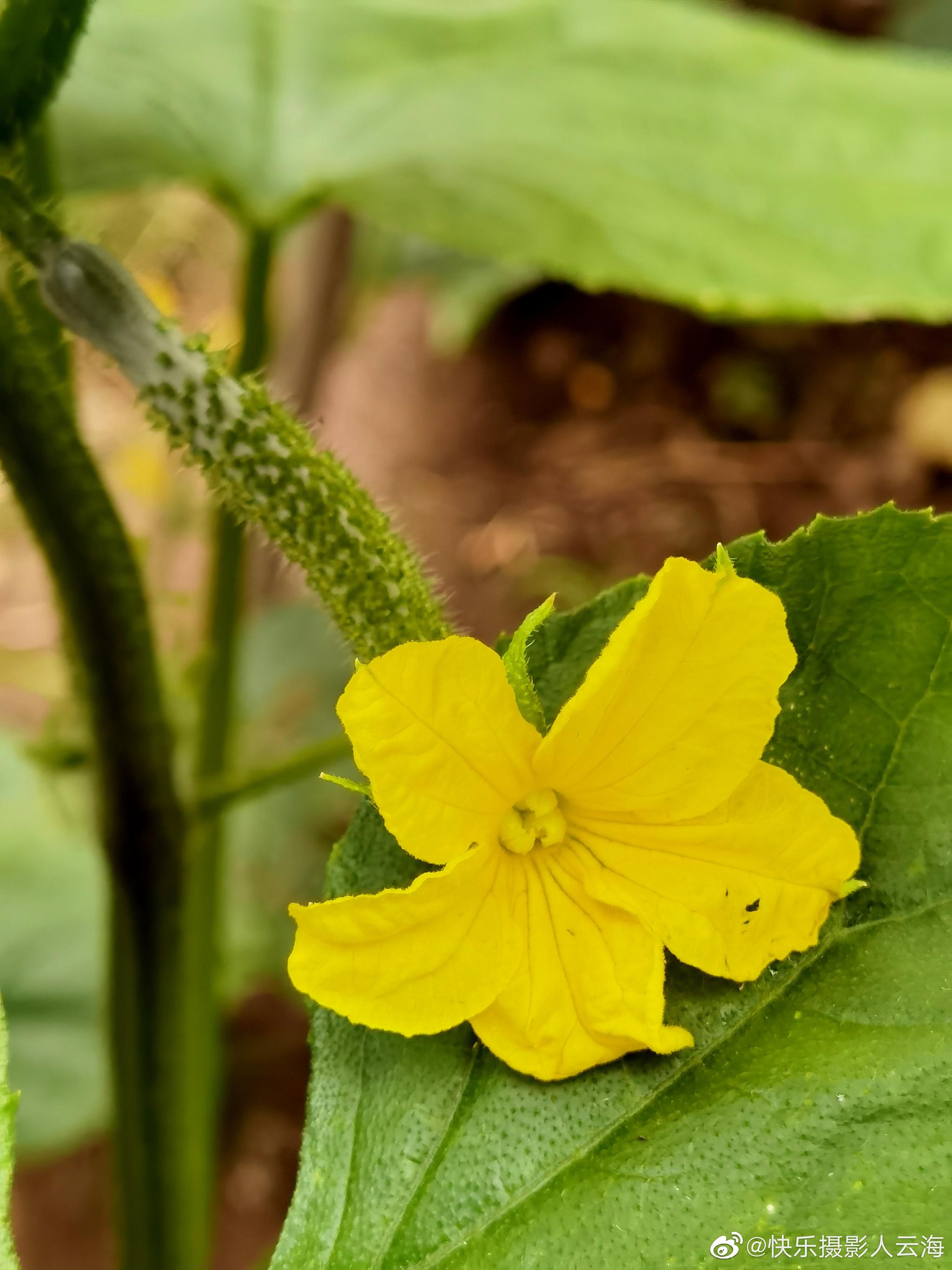小黄瓜花.