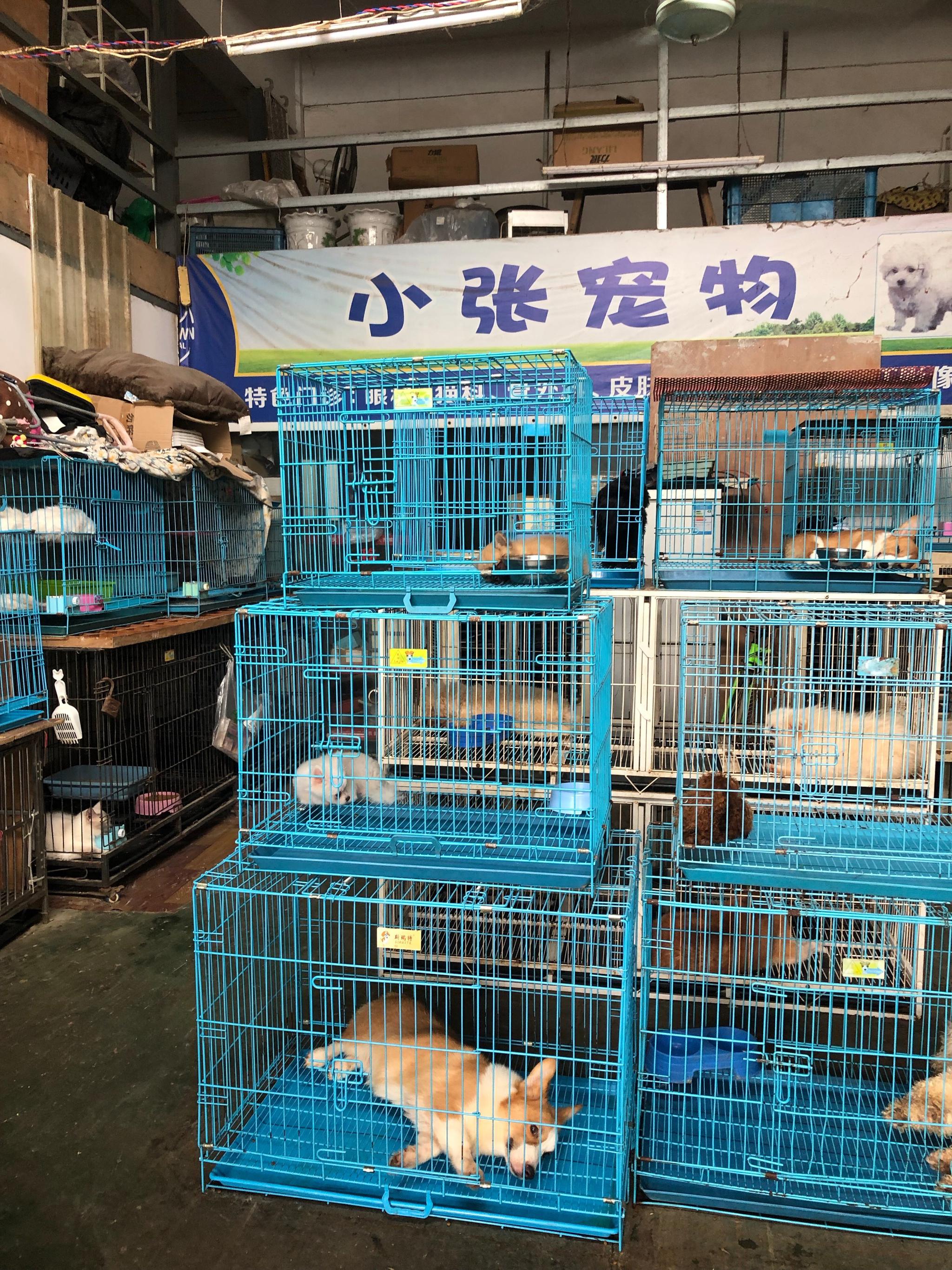 投稿前段时间在天胜花鸟市场这家宠物店高价买了条巴哥幼犬