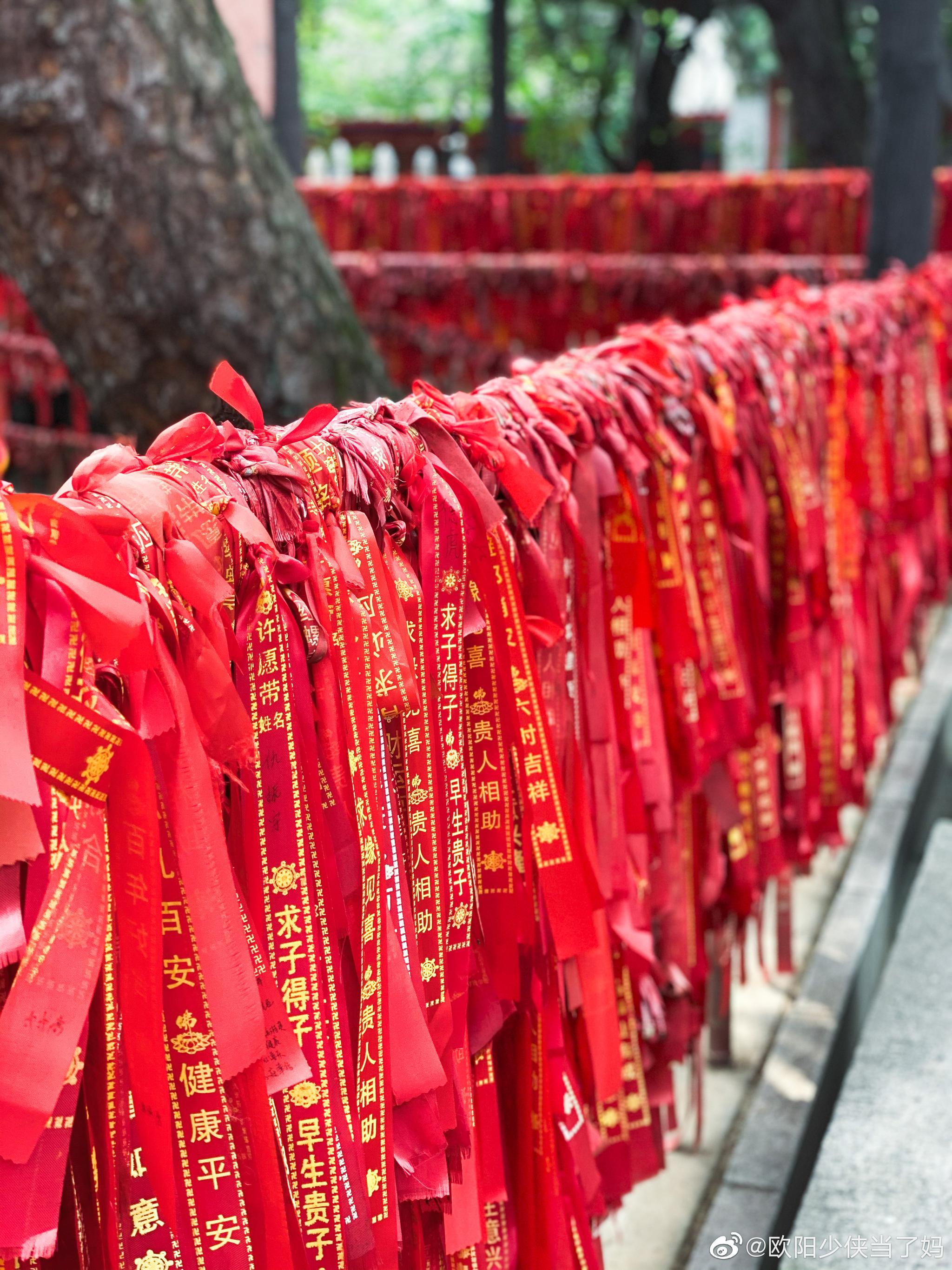 今天去祈福,围绕着古树是大家一圈一圈的美好愿望_高清图集_新浪网