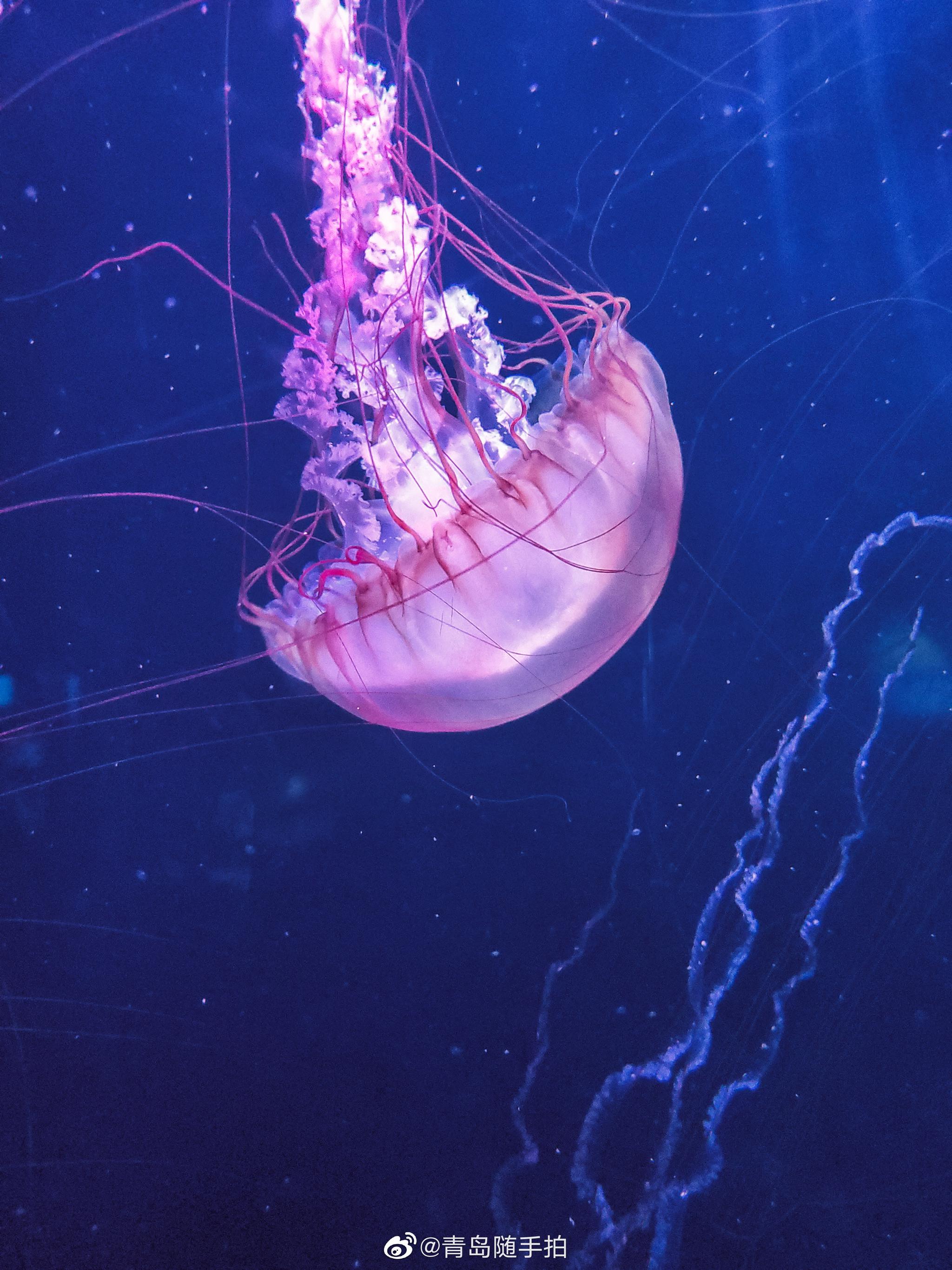 青岛·海底世界,梦幻水母宫_高清图集_新浪网