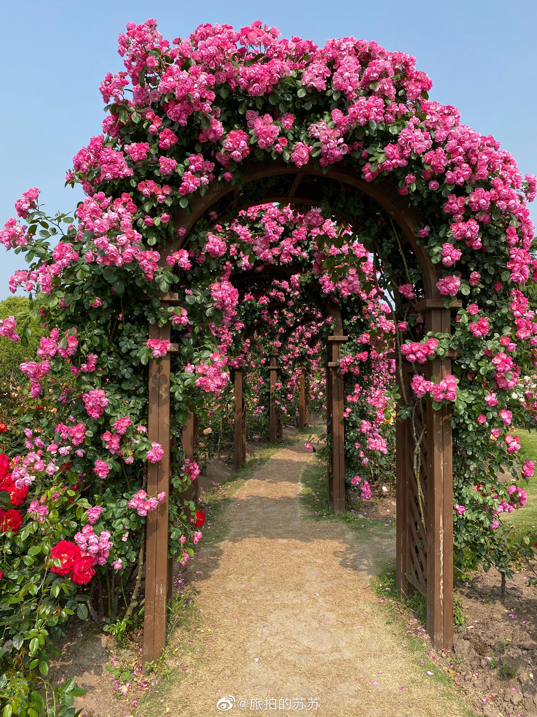 滨江森林公园的蔷薇拱门,今日花量完美!