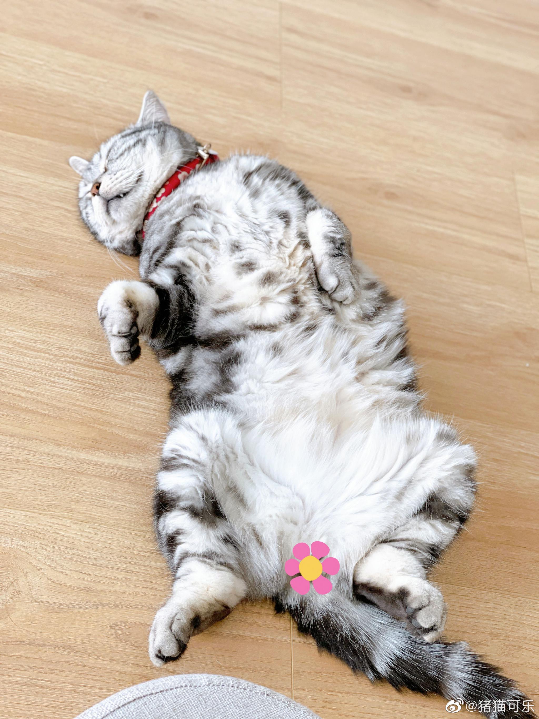 小花猫睡得呼呼的～zzz