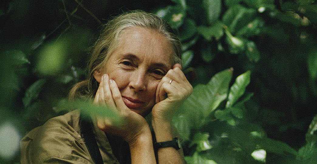 jane goodall 是全世界声誉最高的女性动物学家,地球上最懂黑猩猩的