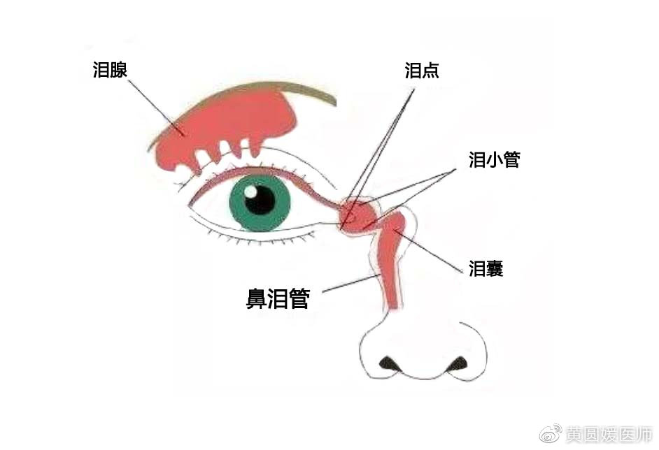 怎么哭才好看|鼻腔|泪腺|泪水_新浪新闻