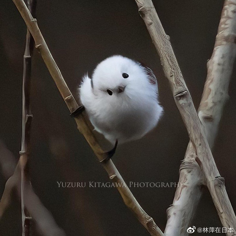 银喉长尾山雀雪精灵小团团