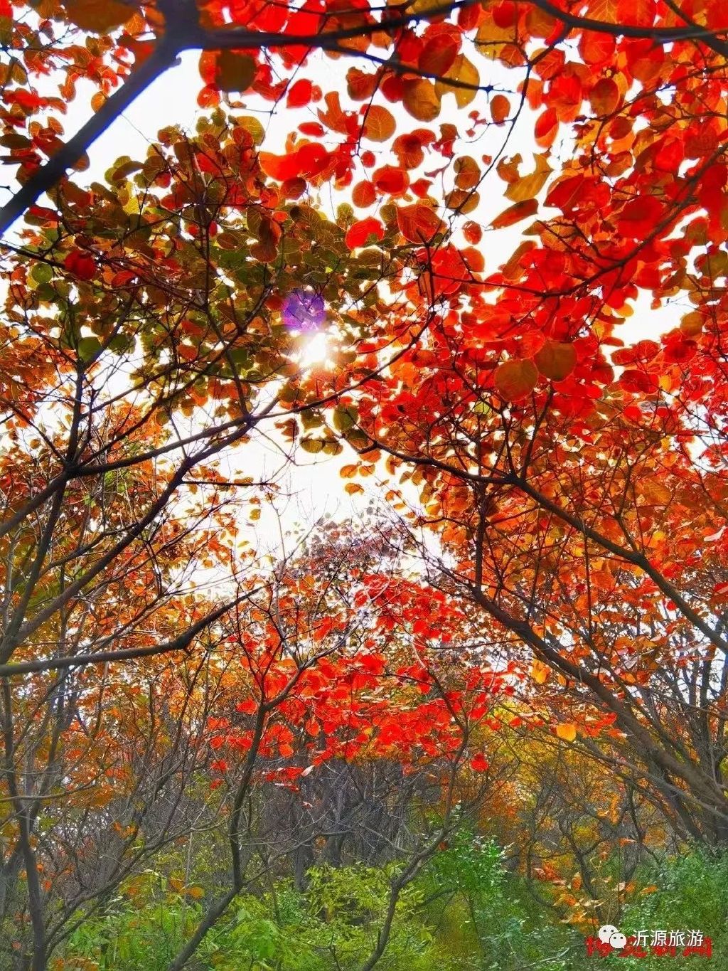 秋天美成童话秘境!淄博这些“赏红叶”宝藏地,我也就心动了999次吧~休闲区蓝鸢梦想 - Www.slyday.coM 秋天美成童话秘境!淄博这些“赏红叶”宝藏地,我也就心动了999次吧~休闲区蓝鸢梦想 - Www.slyday.coM