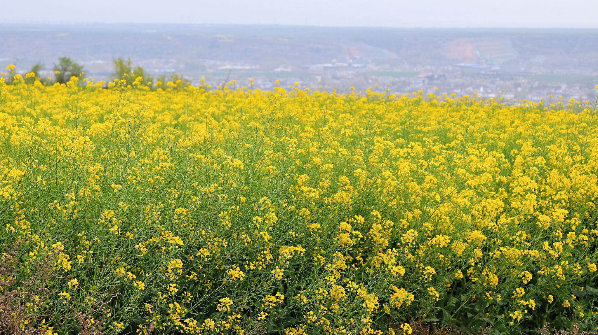 去长安炮里村看油菜花去吧,太美了,油菜花梯田