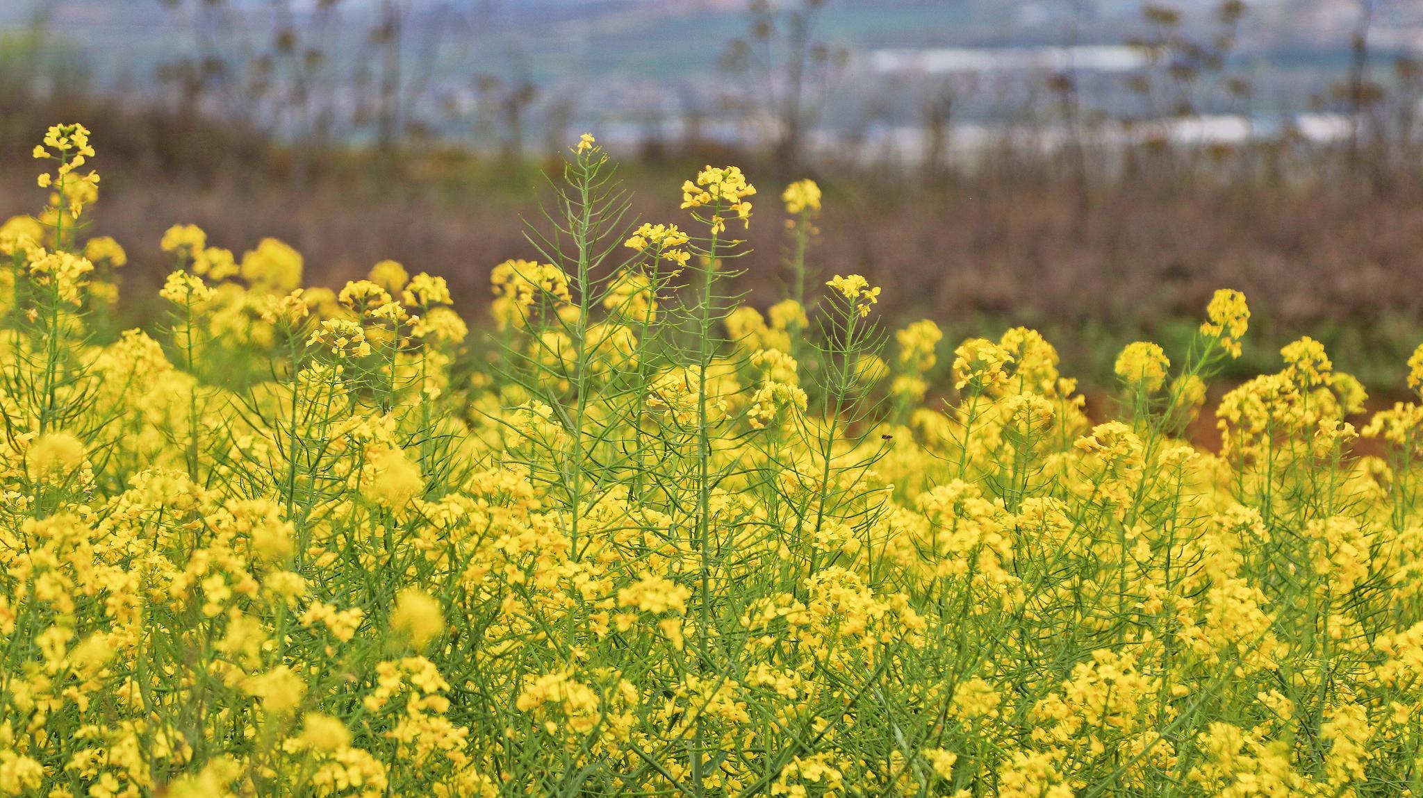 去长安炮里村看油菜花去吧,太美了,油菜花梯田