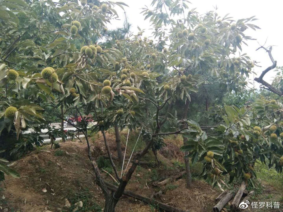 超级真菌入侵美国,50年里40亿棵板栗树功能灭绝,吃板栗只能进口__财经头条