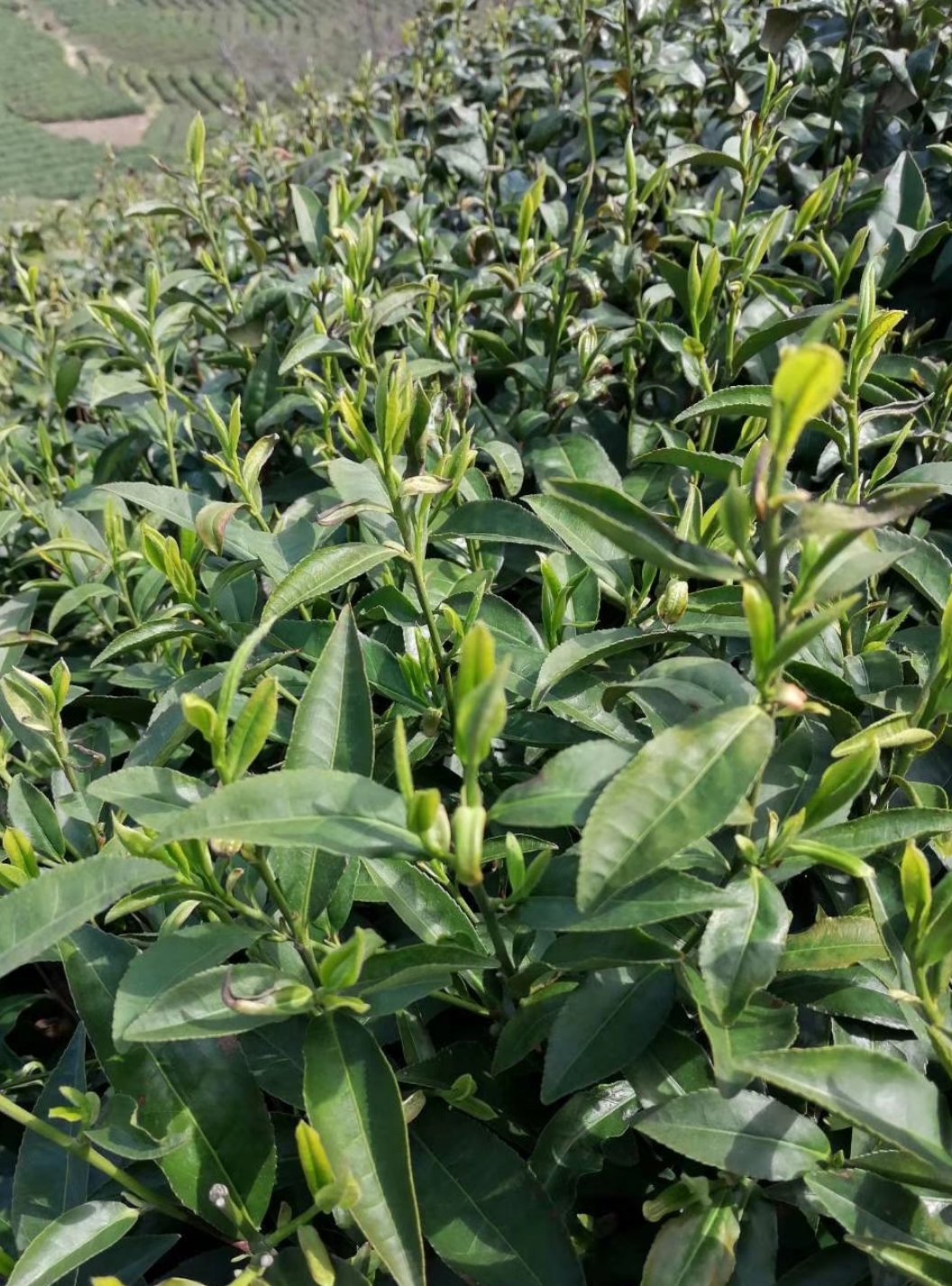 茶山上的茶树生长良好,期待第一口信阳毛尖春茶呀