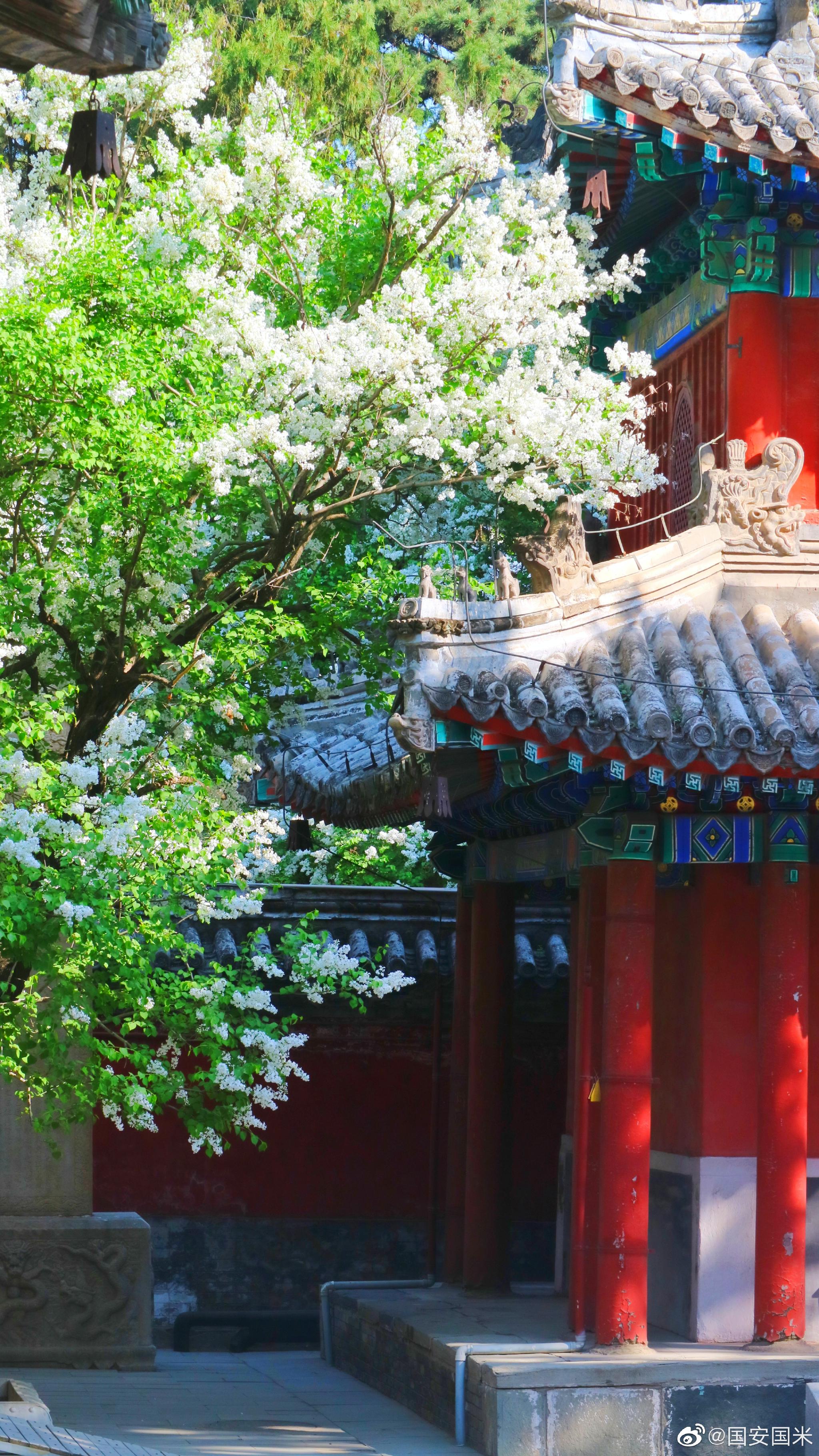 北京戒台寺丁香花儿 摄影_高清图集_新浪网