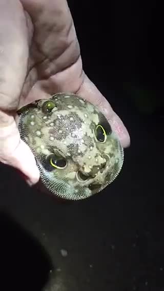 天下罕见.这是许昌市钓友王根钓到的"人头鱼",耐心看完……_手机新浪