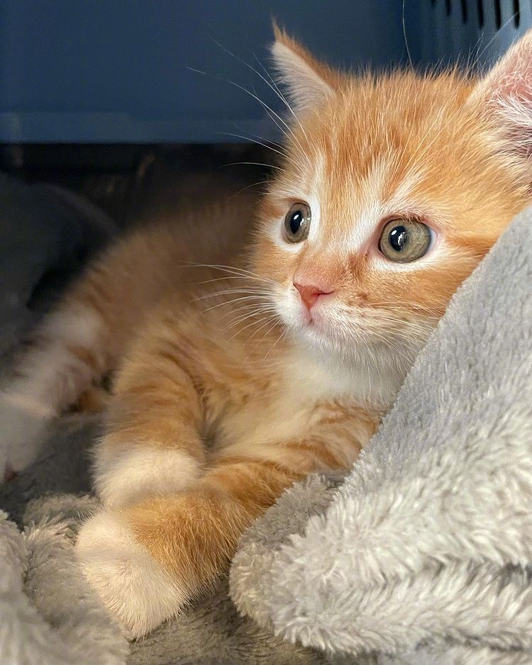 萌宠萌宠的可爱小橘