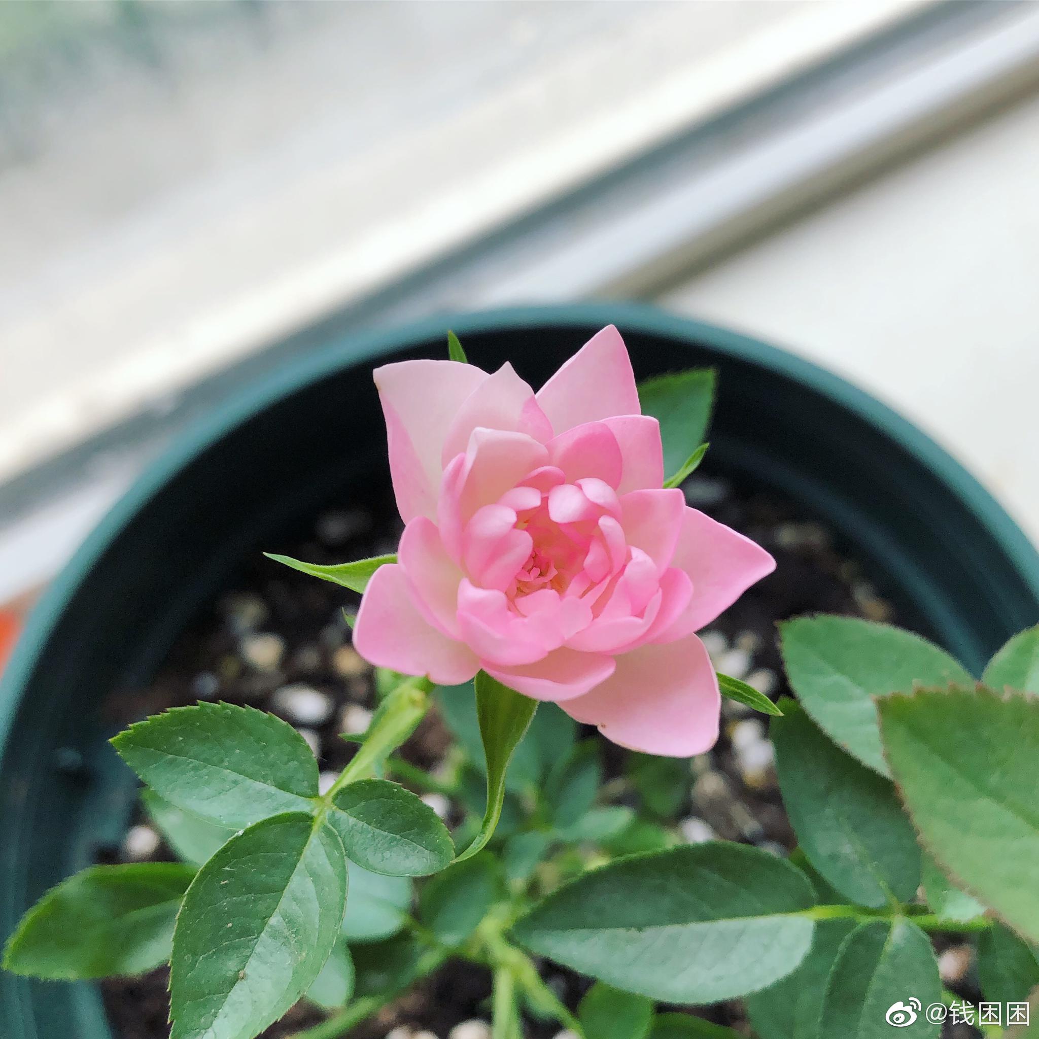 繁星天荷太美了,少女一般_高清图集_新浪网