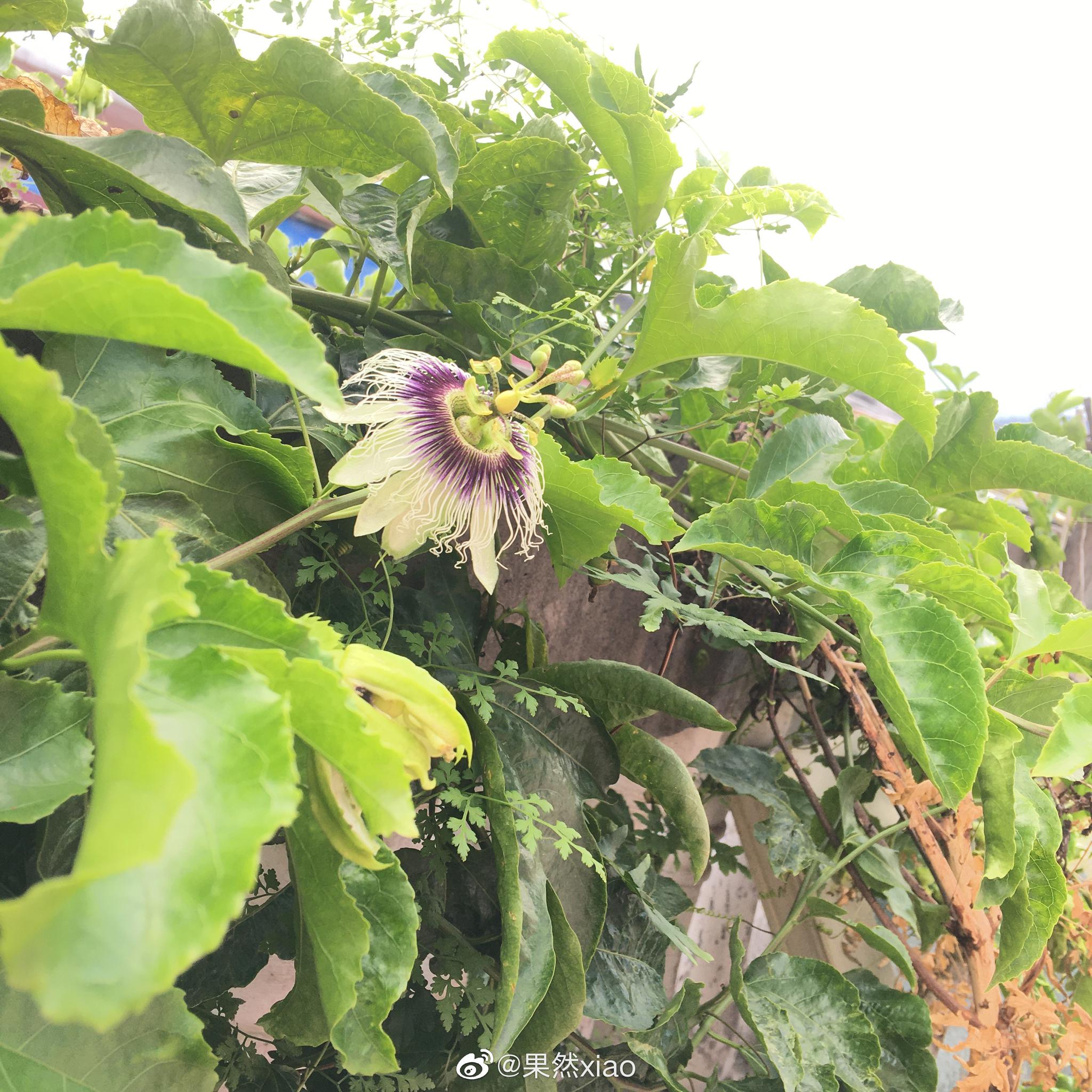 百香果结了好多花苞第一次看到花开出来原来是这样但是怎么也找不到之