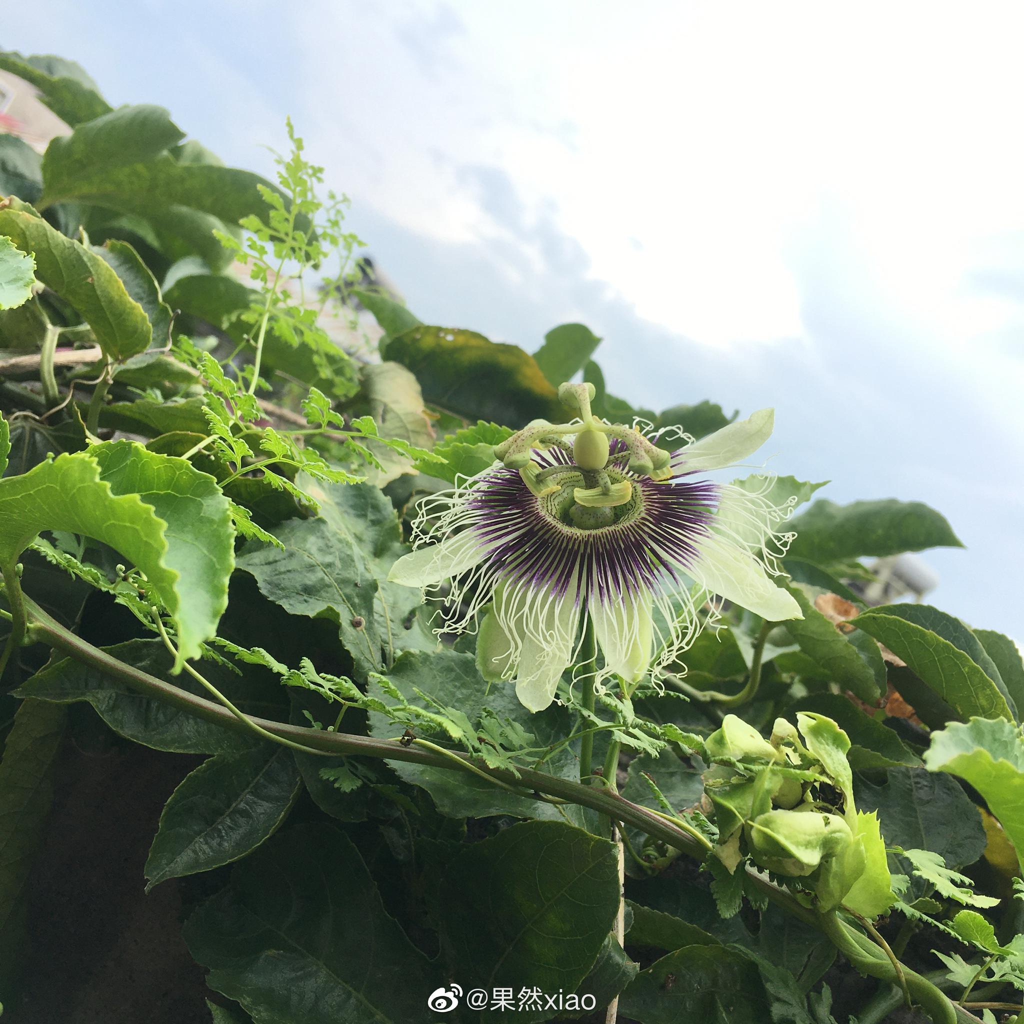 百香果结了好多花苞第一次看到花开出来原来是这样但是怎么也找不到之