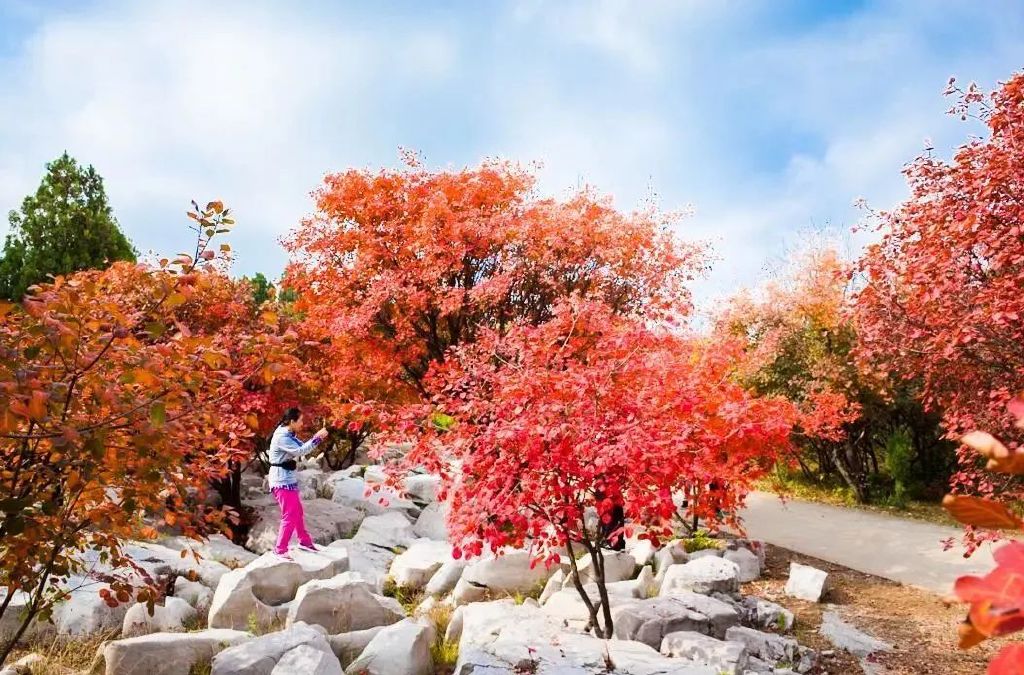 秋天美成童话秘境!淄博这些“赏红叶”宝藏地,我也就心动了999次吧~休闲区蓝鸢梦想 - Www.slyday.coM 秋天美成童话秘境!淄博这些“赏红叶”宝藏地,我也就心动了999次吧~休闲区蓝鸢梦想 - Www.slyday.coM