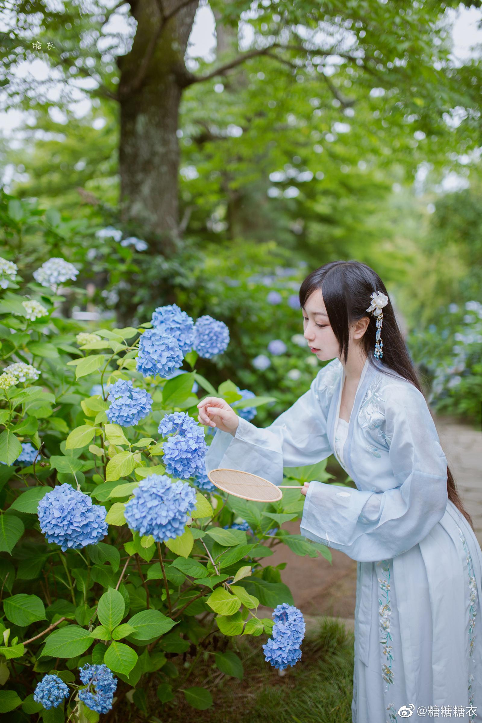 去年仙台北山资福寺的紫阳花 紫阳花和汉服还是很配的