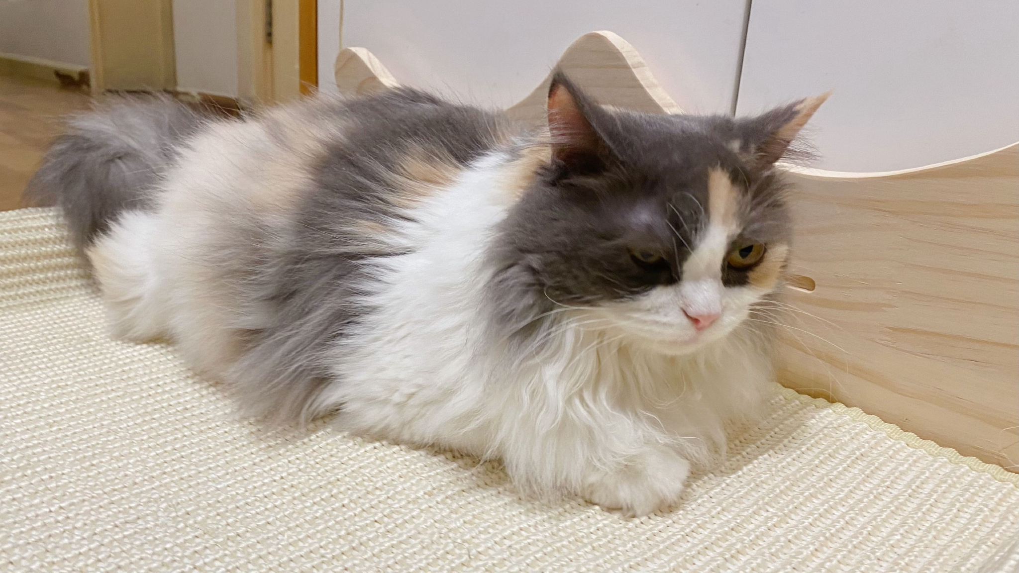 睡上了新猫床，开心！__财经头条