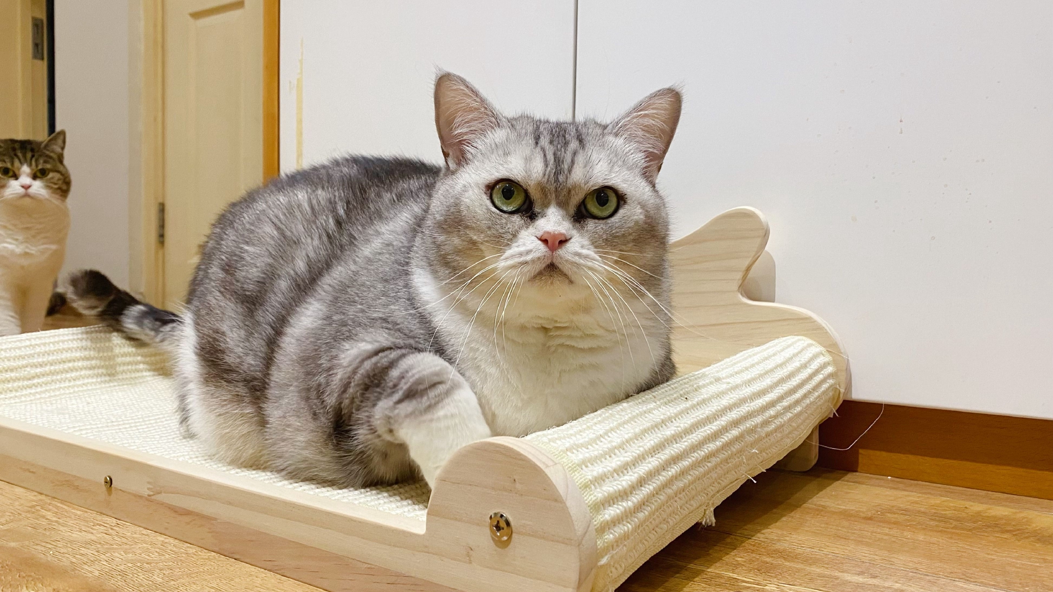 睡上了新猫床，开心！__财经头条