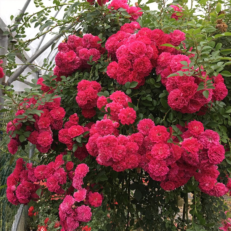 红木香|植株|庭院_新浪新闻