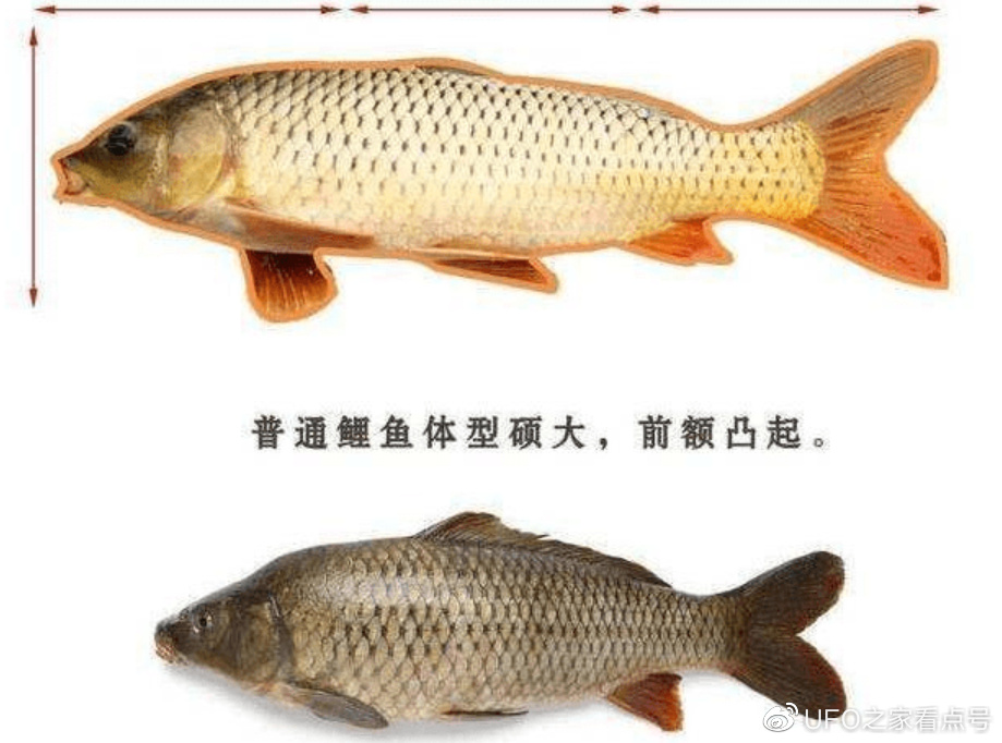 黄河每天冲鱼入海,大部分淡水鱼无法活在海中,它们都去哪里了?
