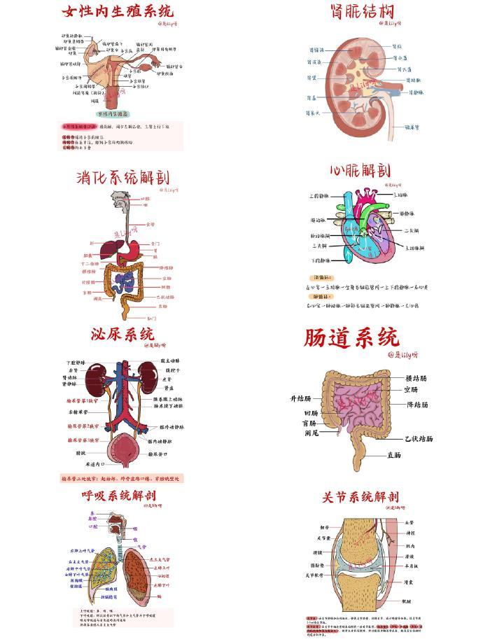人体系统剖析图合集