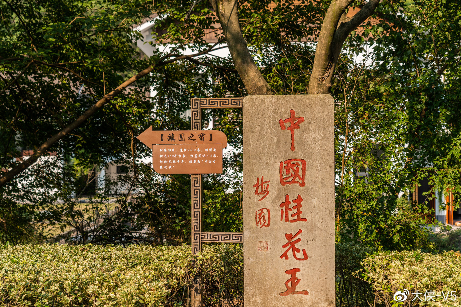 桂花飘香的大香林