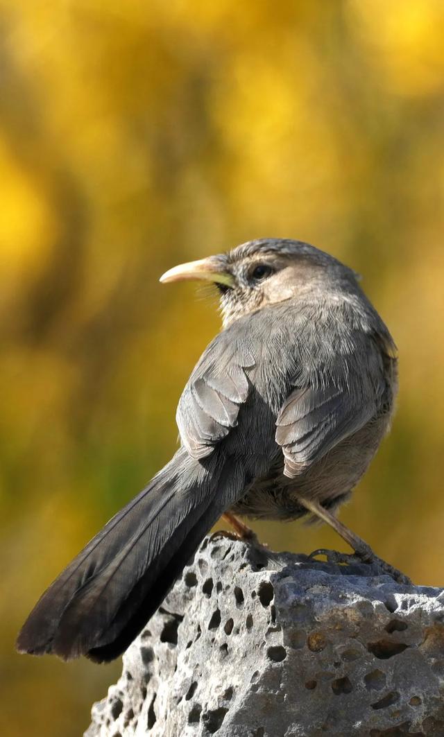 别看TA其貌不扬,这可是我国独有的鸟类休闲区蓝鸢梦想 - Www.slyday.coM 别看TA其貌不扬,这可是我国独有的鸟类休闲区蓝鸢梦想 - Www.slyday.coM