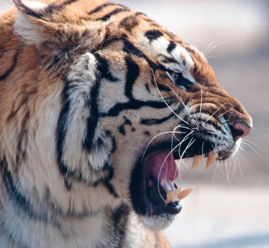 那东北虎到底有多强,杀伤力有多大?