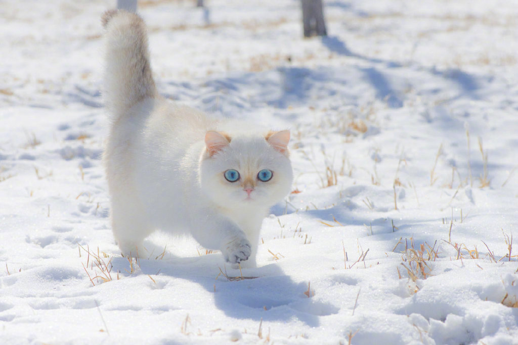 雪地里的精灵小猫咪