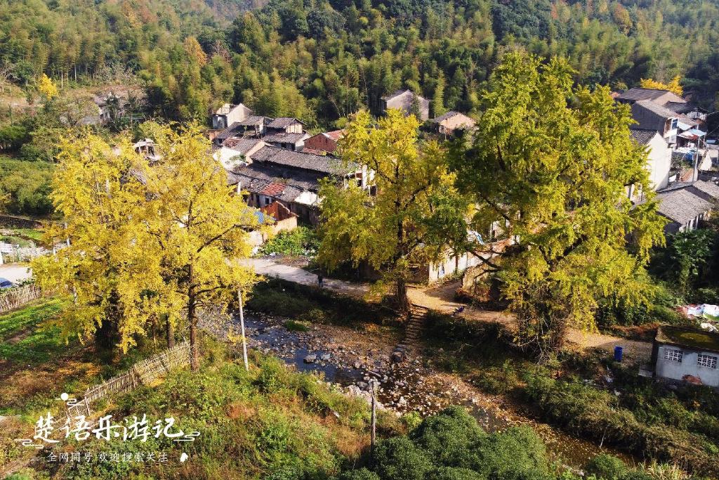 浙江这个千年古村人去村空，然而古银杏树构成黄金世界，美如童话