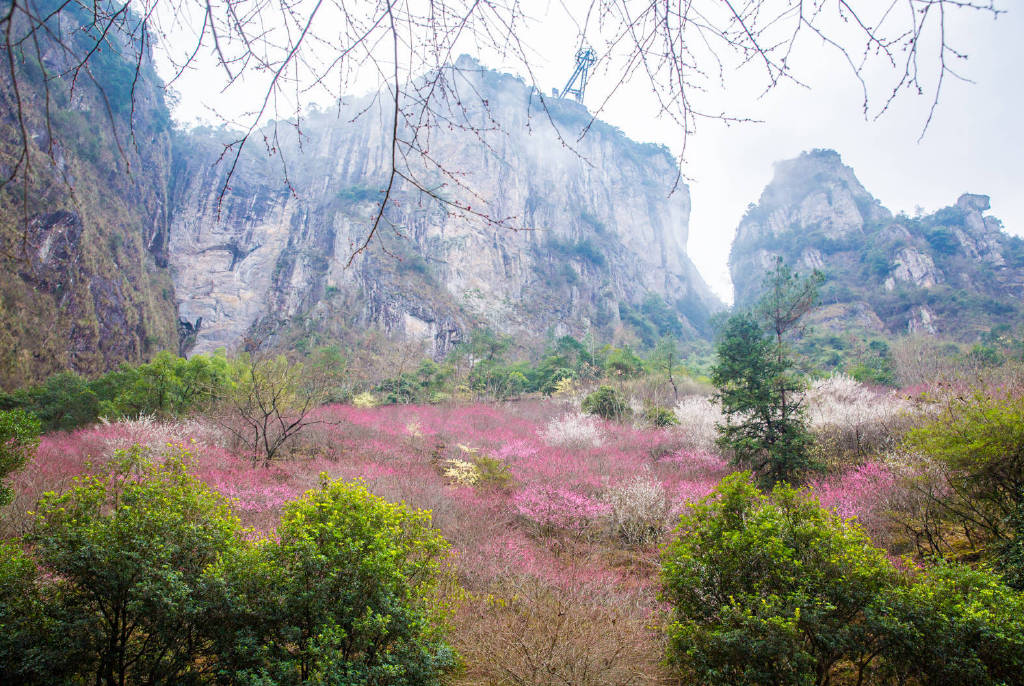永嘉书院梅花已绽放空谷传声花香书香春节前后正当时