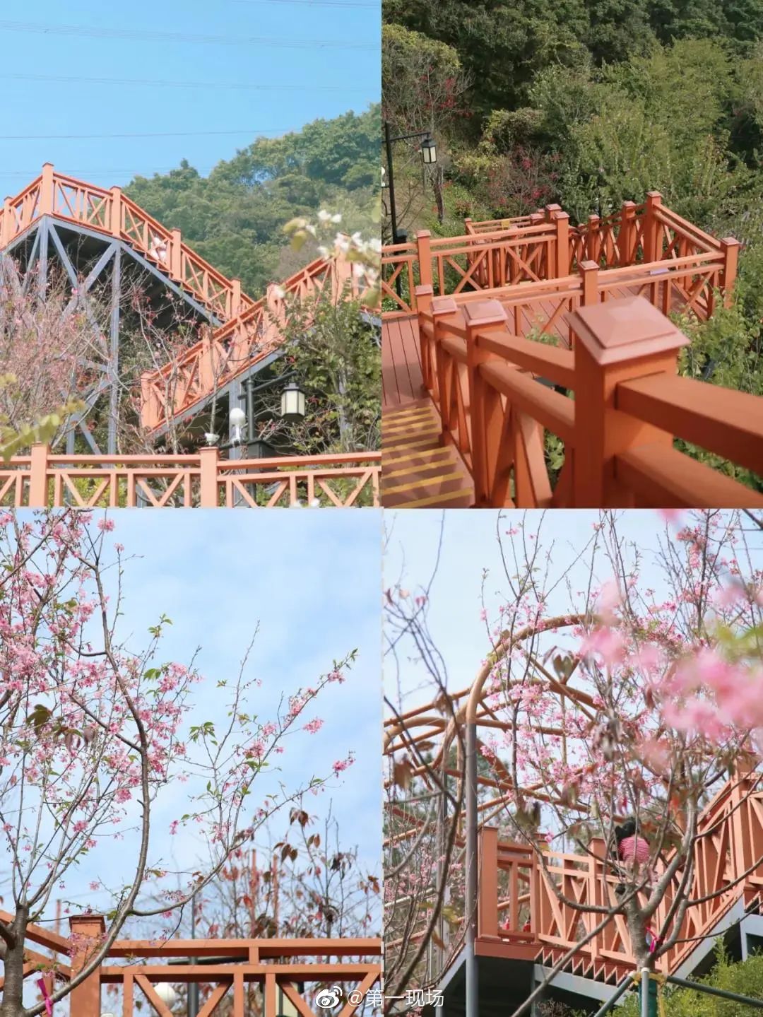 深圳南山区赤湾华英路景观公园的樱花绽放……__财经头条