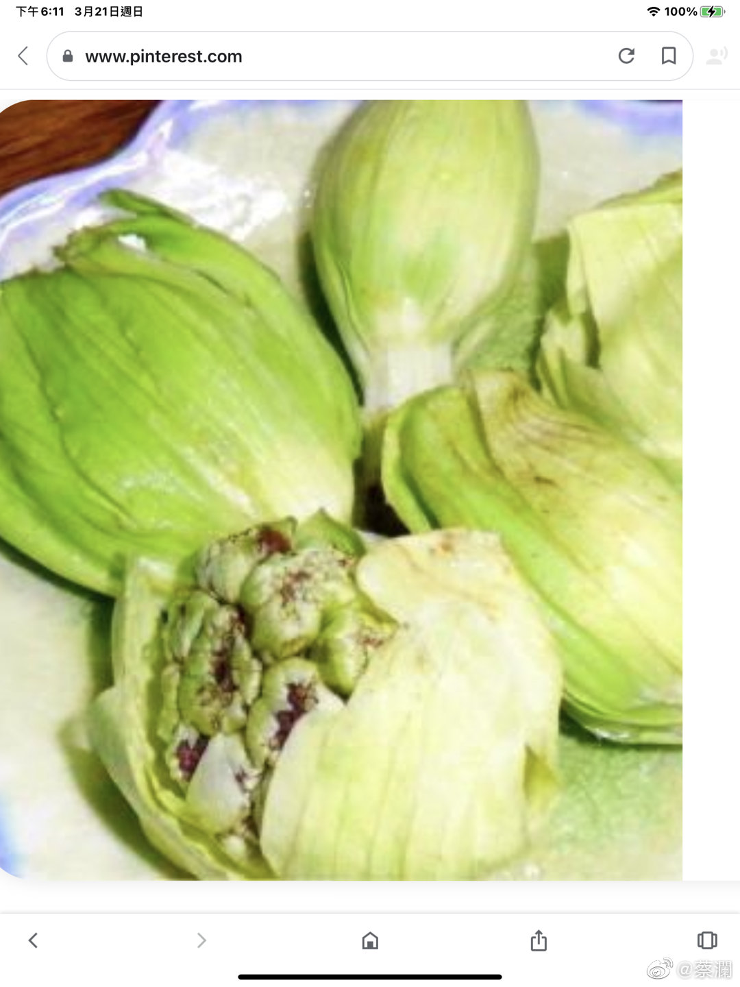 蕗之薹 日语fuki No Tou 英文butterbur 蕗之薹 日语fuki No Tou 英文butterbur