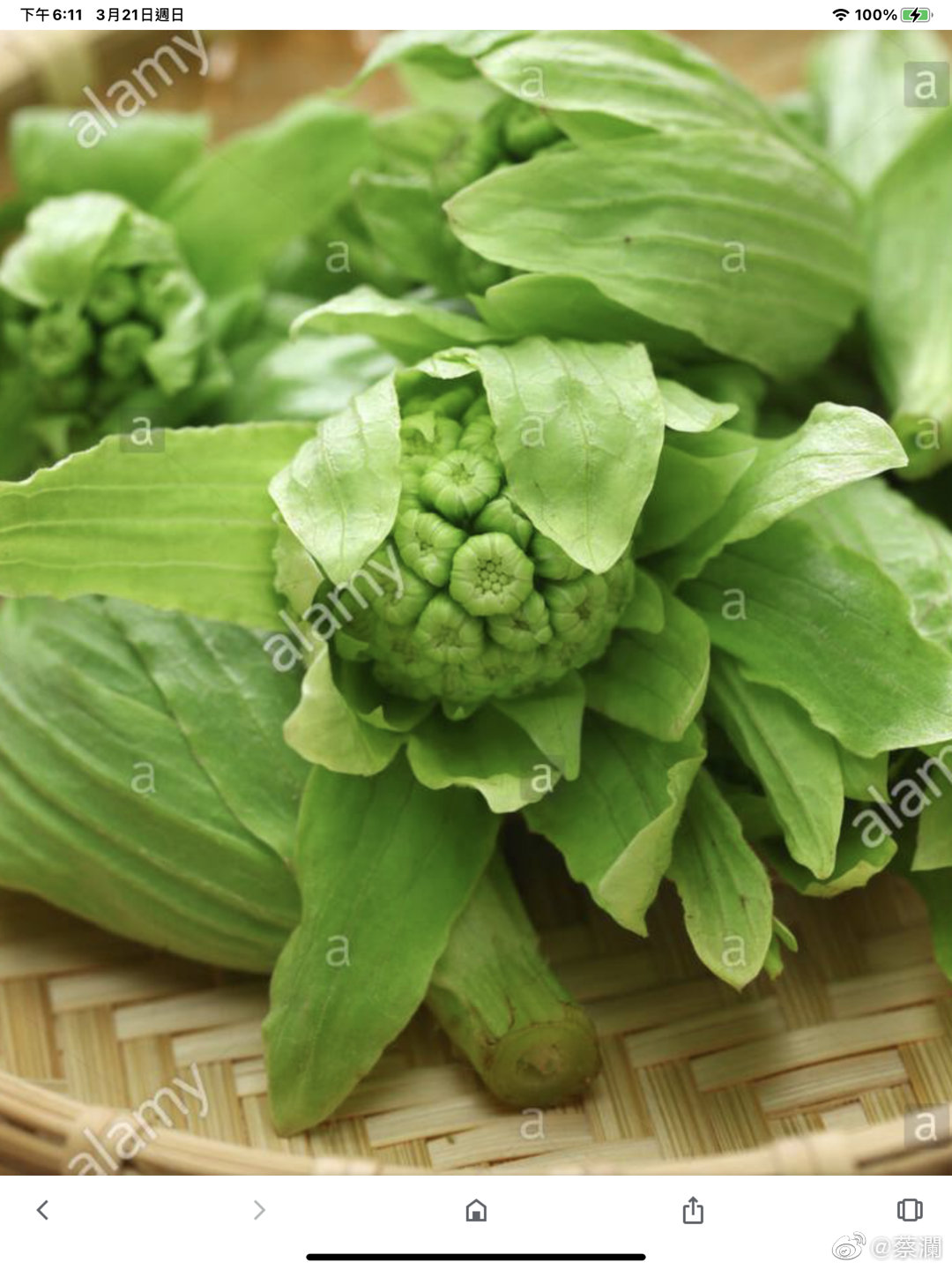 蕗之薹 日语fuki No Tou 英文butterbur 蕗之薹 日语fuki No Tou 英文butterbur