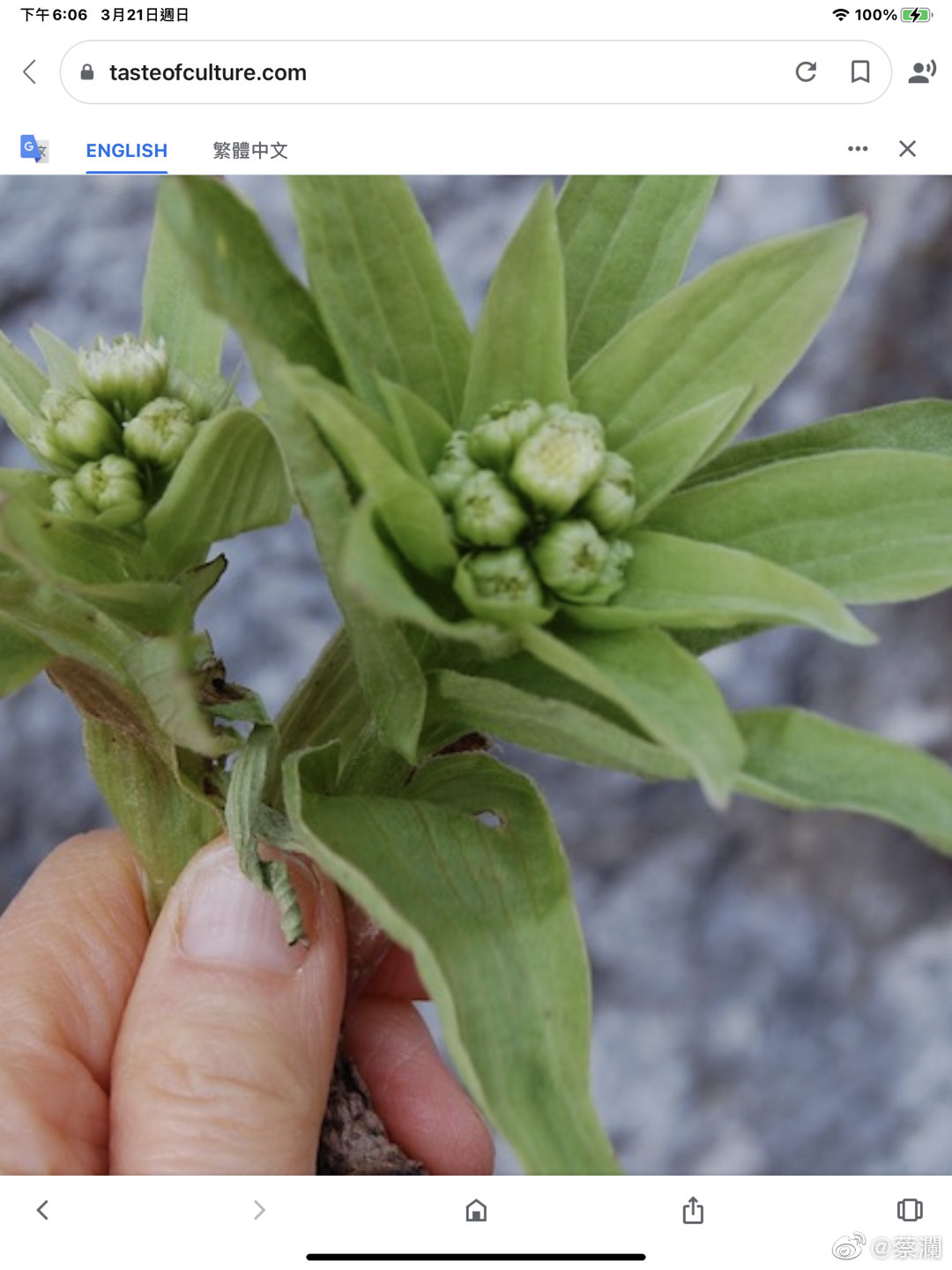 蕗之薹 日语fuki No Tou 英文butterbur 蕗之薹 日语fuki No Tou 英文butterbur