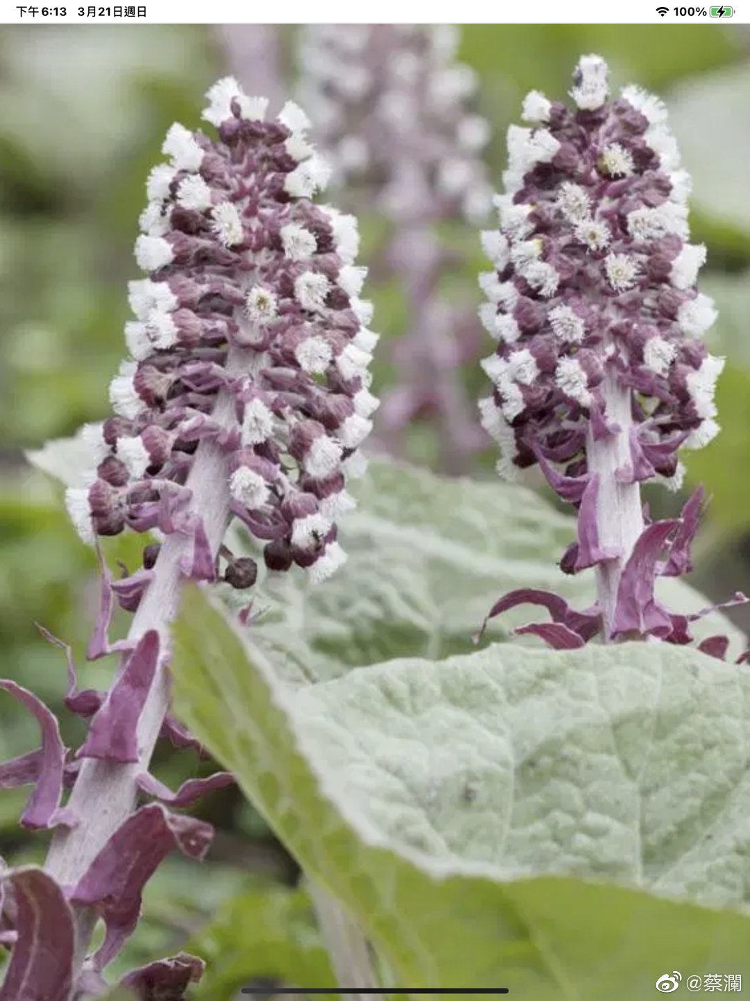 蕗之薹 日语fuki No Tou 英文butterbur 蕗之薹 日语fuki No Tou 英文butterbur